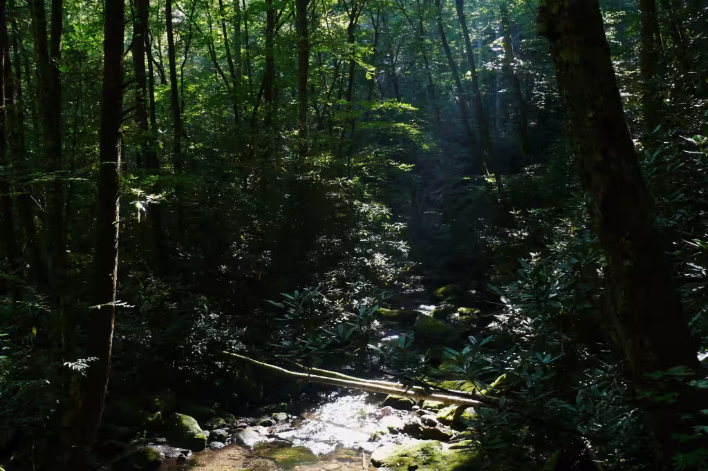 Sunlight through the old-growth canopy over Little Santeetlah Creek in Joyce Kilmer Memorial Forest